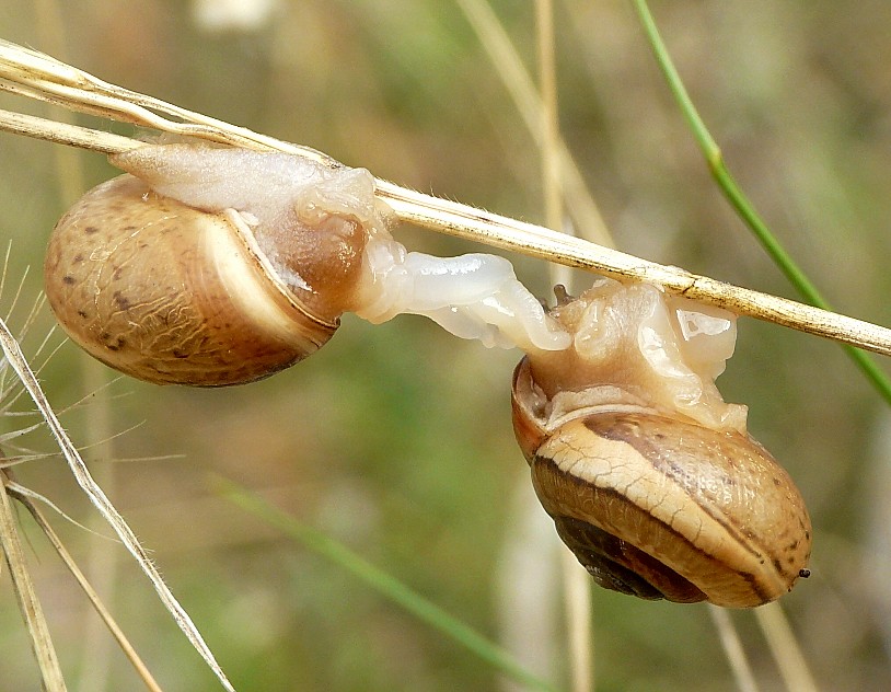 Accoppiamento di Monacha parumcincta